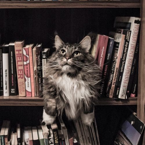 cat on shelf looking at books